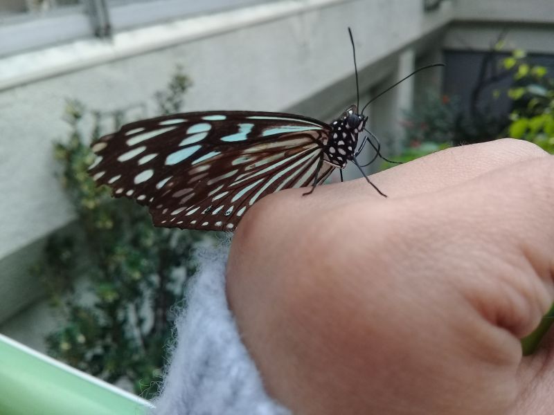 giống Hàm Hương trong phim Hoàn Châu Cách Cách